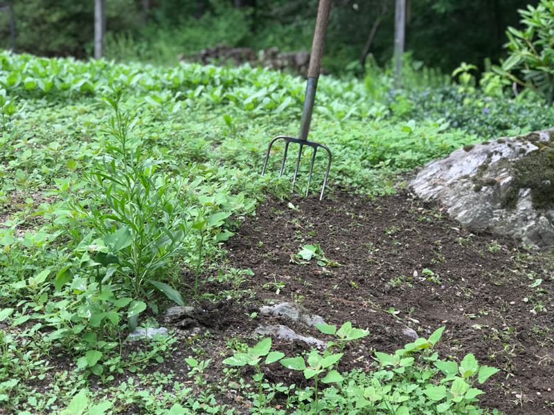 Garden Weeding Tips | Groundhog Landscaping