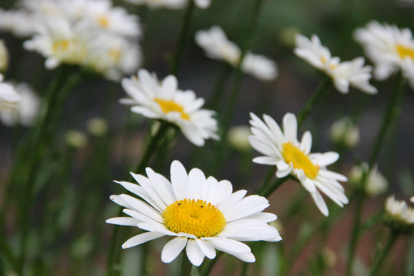 Flowers For Hot Spots