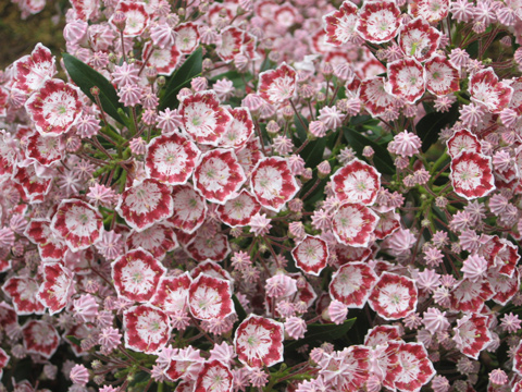 Best Flowering Shrubs for NH Landscapes