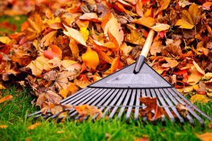 A rake and fall leaves