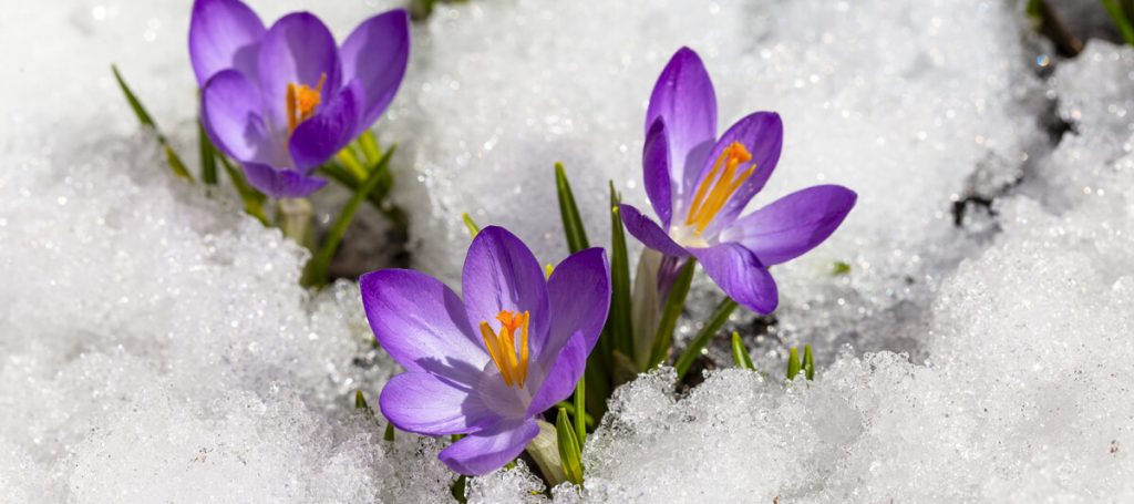 early spring crocuses in the snow