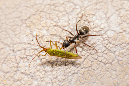 Small black ant feeding on a cicada bug
