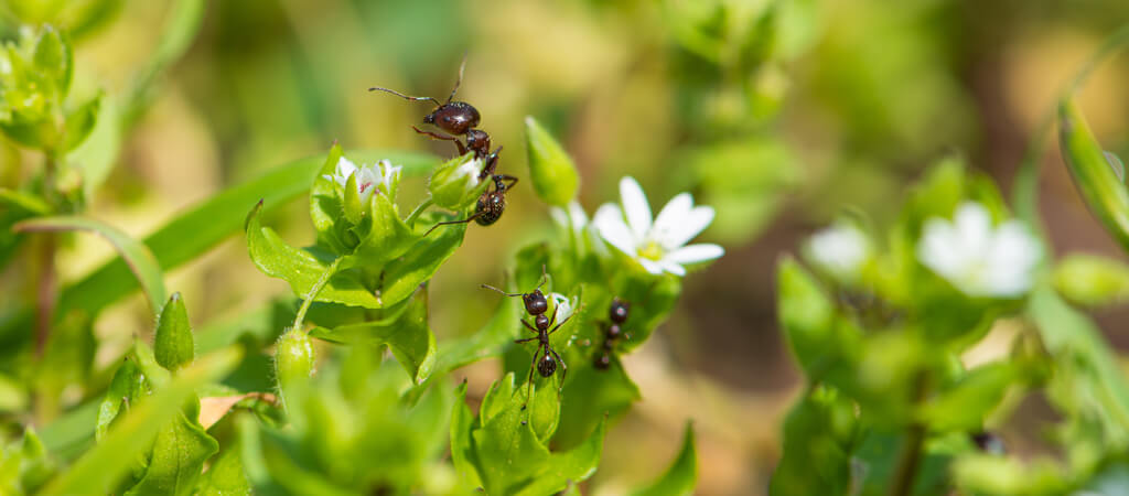 Ants on chrysanthemum flowers in the landscape