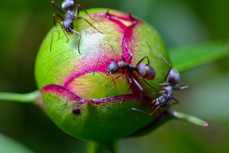 Ants feeding on nectar of a peony flower bud