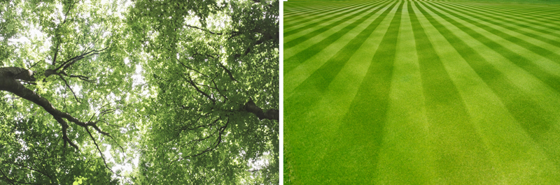 side-by-side comparison of trees and turf grass