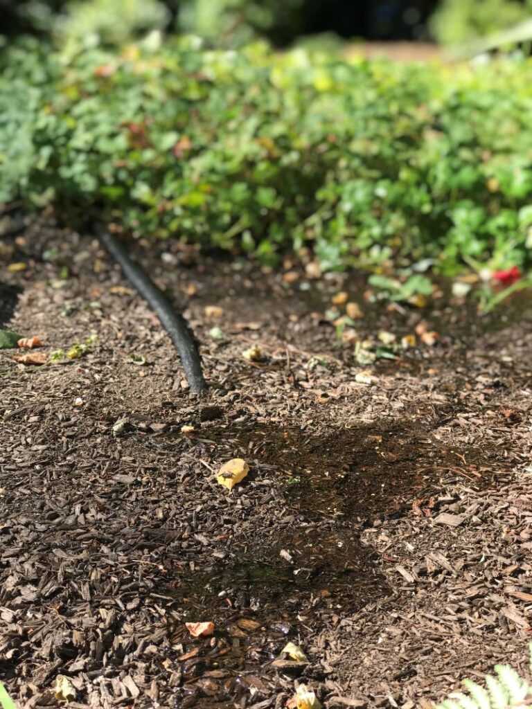Drip irrigation system watering mulch layer in planting bed, promoting moisture retention and root development for new trees and shrubs.