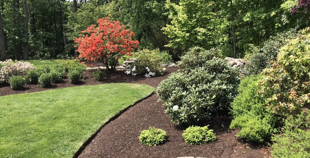 Lush garden landscape featuring vibrant flowering shrubs and trees surrounded by dark mulch, illustrating the protective benefits of mulch for plant health and soil moisture retention.
