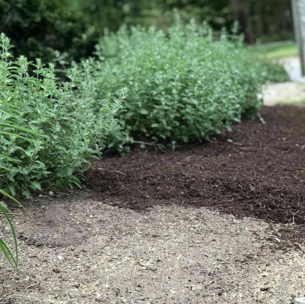 Mulch layer enhancing soil moisture retention alongside lush green plants in a landscaped garden.
