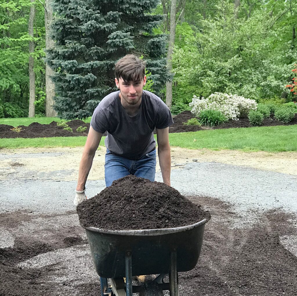 Young man pushing a wheelbarrow filled with dark mulch, preparing to enhance landscaping with mulch application for moisture retention and weed suppression.