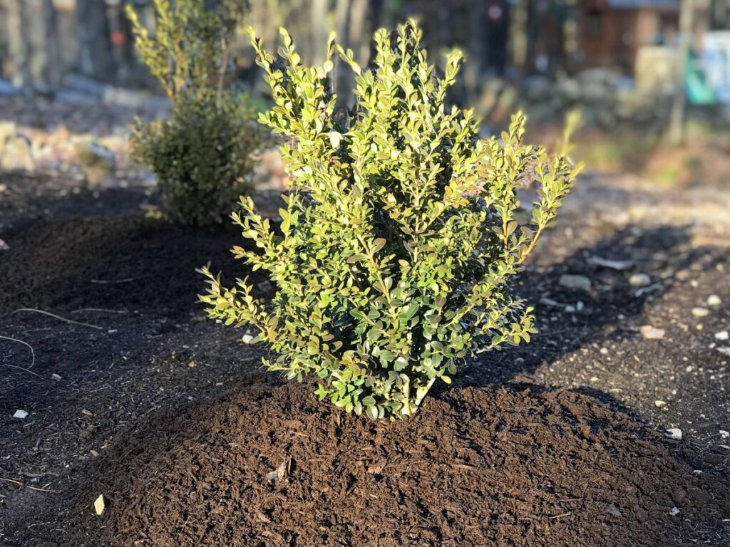 Mulched young shrub with healthy green foliage, surrounded by dark soil, illustrating proper planting techniques for new landscaping.
