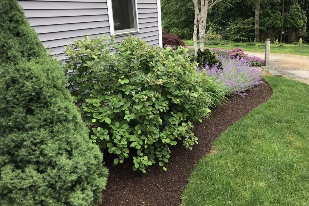 Lush foundation plantings featuring low-maintenance shrubs and ornamental grasses, enhanced by fresh mulch, alongside a well-maintained lawn and colorful flowers, contributing to curb appeal and landscape transformation.
