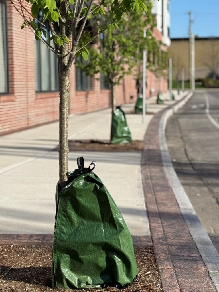 Watering bags around young trees in urban planting beds, designed for gradual moisture release to support root development.