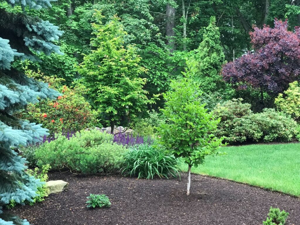 Lush landscape featuring diverse plants, including a young tree, surrounded by colorful foliage and well-maintained garden beds, illustrating effective irrigation design by Groundhog Landscaping.