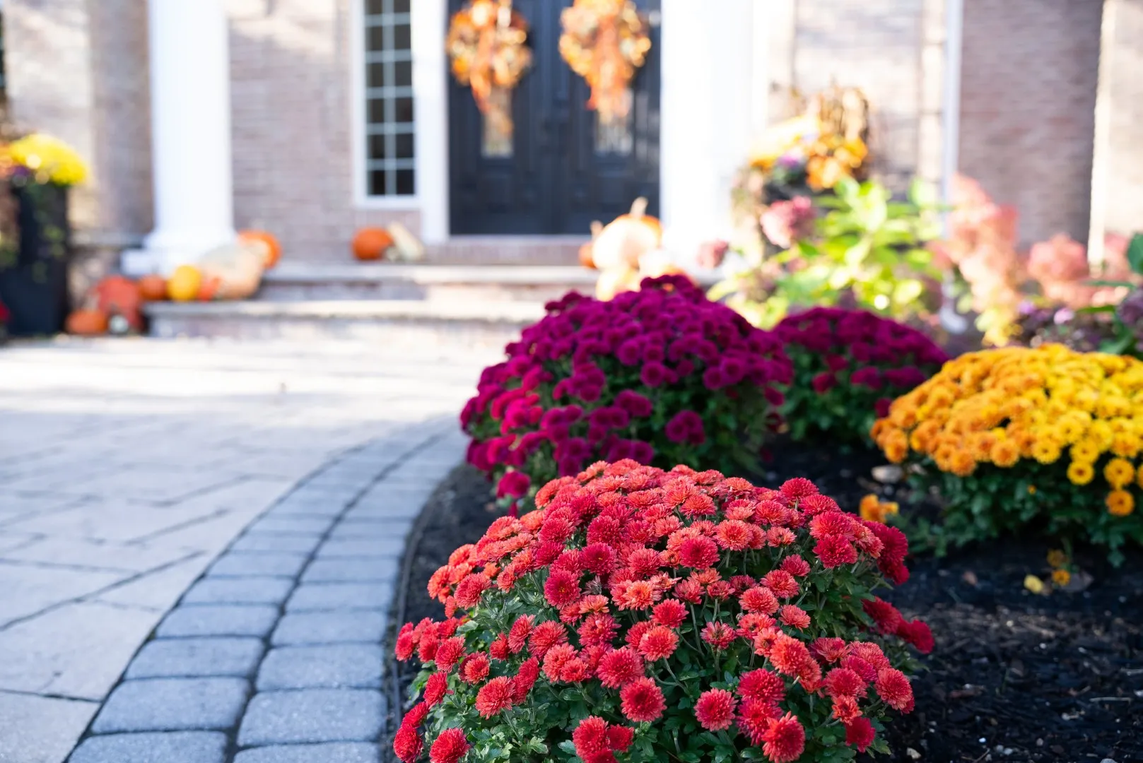 Colorful seasonal flowers in vibrant hues, including red, purple, and yellow, lining a stone pathway leading to a welcoming entrance, enhancing curb appeal for commercial landscaping.
