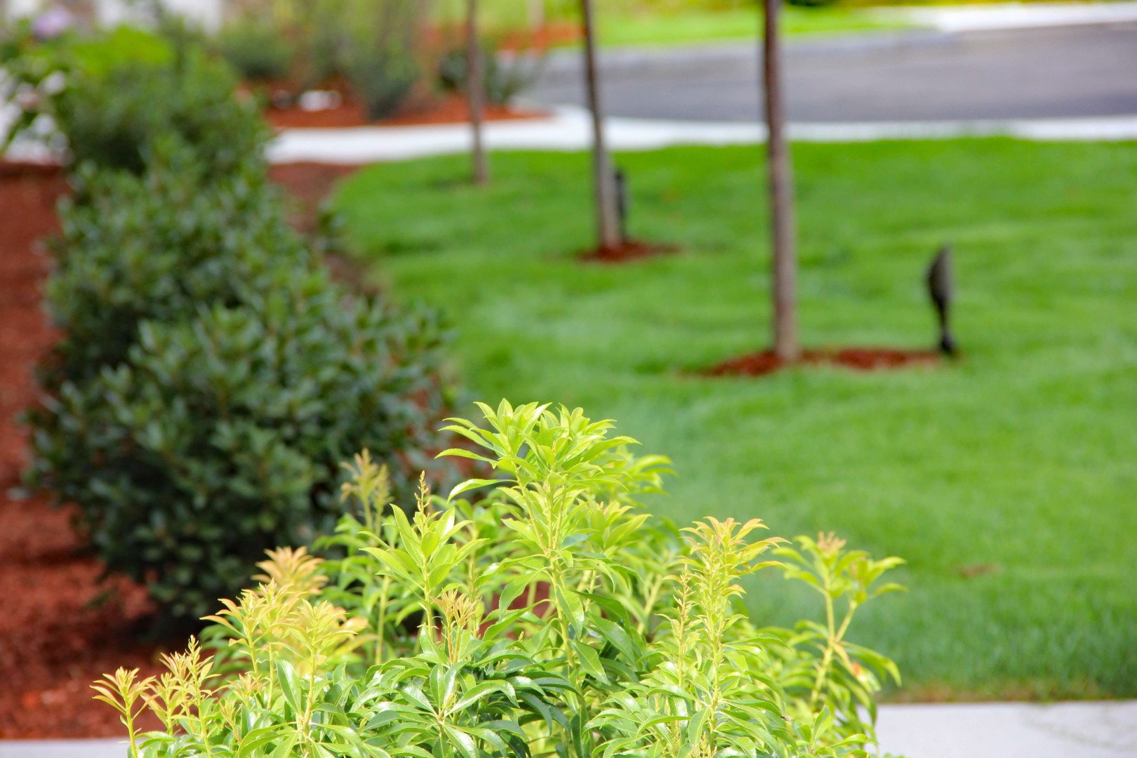 Lush green landscape featuring various plants and shrubs, highlighting Groundhog Landscaping's plant selection and placement for outdoor beauty and health.
