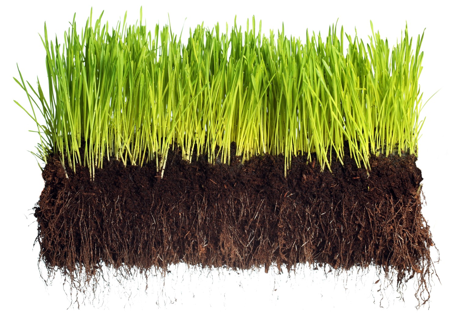 cut-away view of healthy turf grass