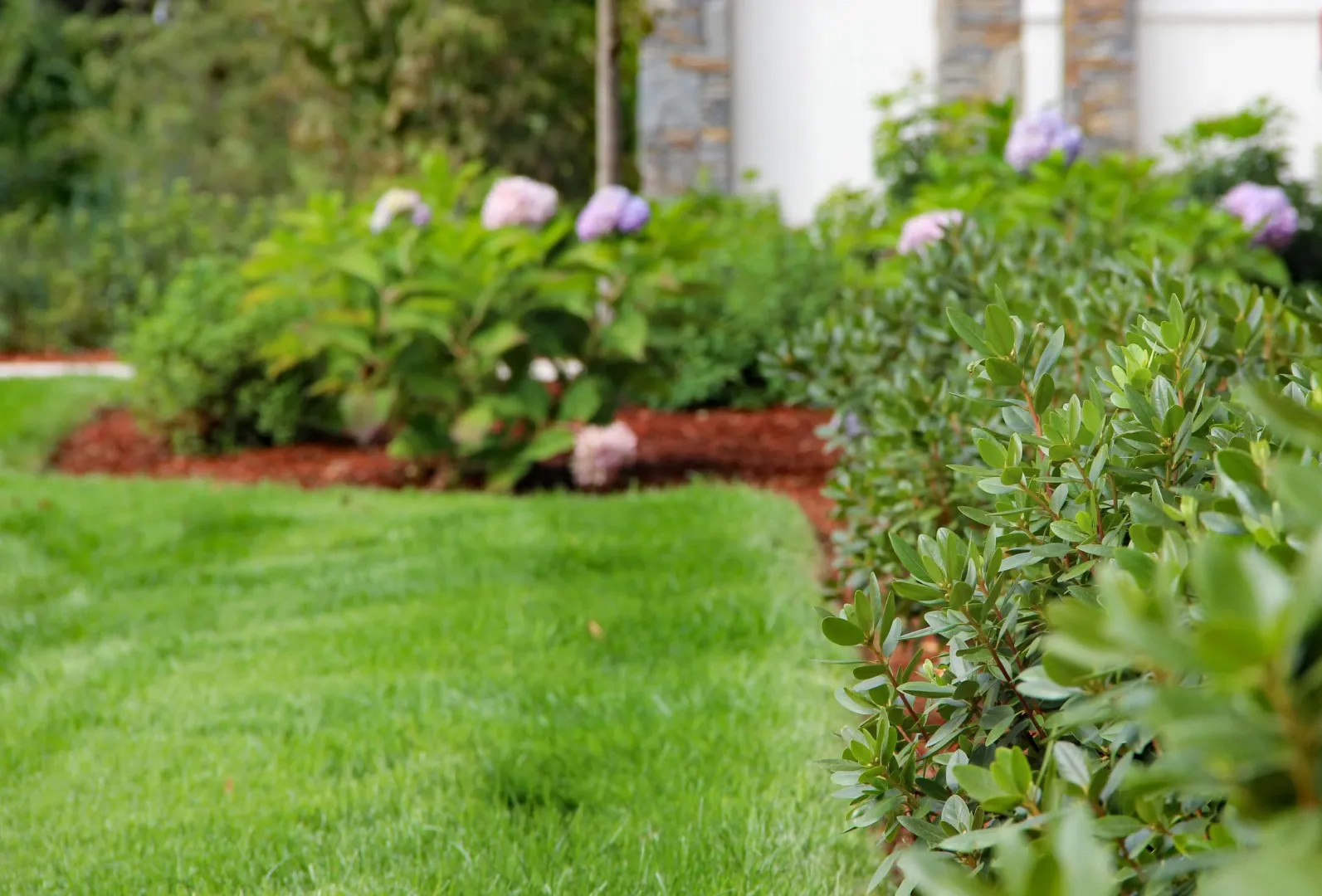 Healthy flowering hydrangeas and ornamental shrub plantings in New Hampshire yard