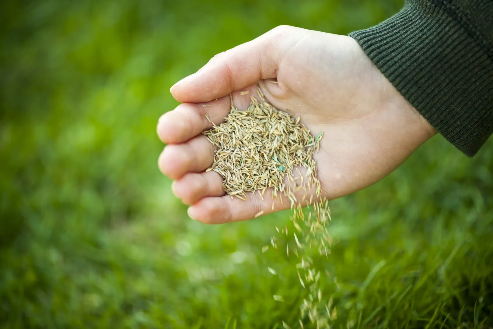 Grass Seed for a NH Lawn