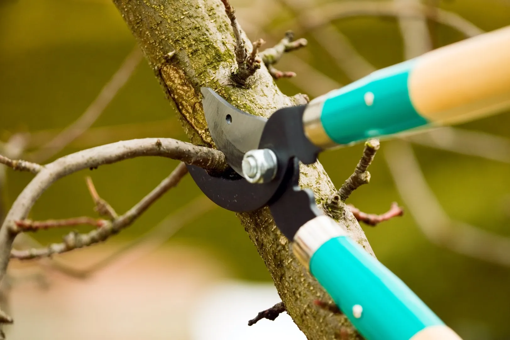 Pruning with loppers