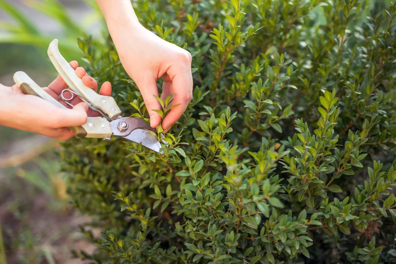 Pruning an evergreen shrub