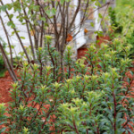 020 Planting
