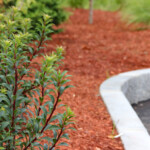 021 Mountain Laurel Elf