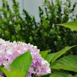 026 Blue Hydrangea Flower