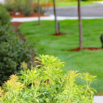 029 Commercial Plantings