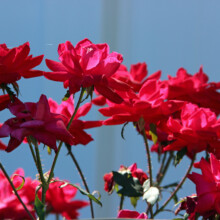 Vibrant red roses blooming in a landscaped garden, enhancing the aesthetic appeal of outdoor living spaces in Londonderry Pool Patio project by Groundhog Landscaping.